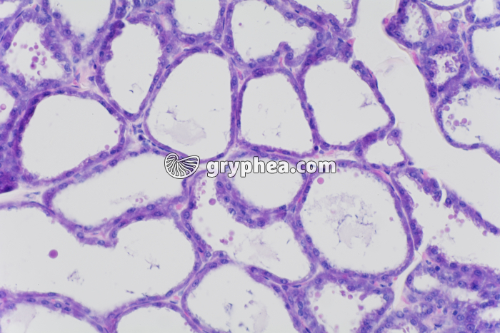 Glande mammaire en activité x100 - gryphea.com